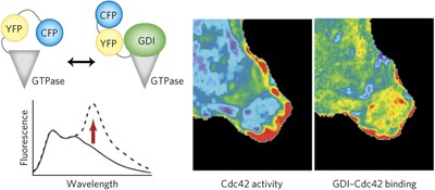 FRET binding antenna reports spatiotemporal dynamics of GDI–Cdc42 GTPase interactions