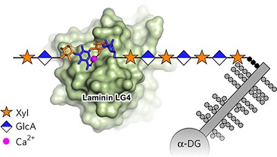 Structural basis of laminin binding to the LARGE glycans on dystroglycan
