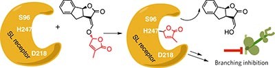 An histidine covalent receptor and butenolide complex mediates strigolactone perception