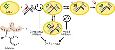 Cellularly active <i>N</i>-hydroxyurea FEN1 inhibitors block substrate entry to the active site