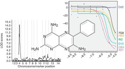 Genetic mapping of targets mediating differential chemical phenotypes in <i>Plasmodium falciparum</i>