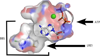 Discovery of LRE1 as a specific and allosteric inhibitor of soluble adenylyl cyclase