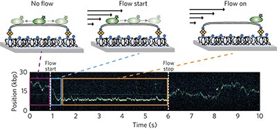 TALE proteins search DNA using a rotationally decoupled mechanism