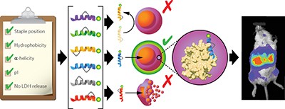 Biophysical determinants for cellular uptake of hydrocarbon-stapled peptide helices