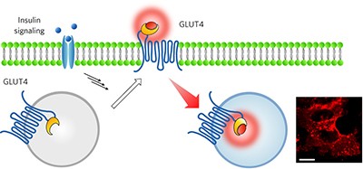 Fluorogenic probes reveal a role of GLUT4 N-glycosylation in intracellular trafficking