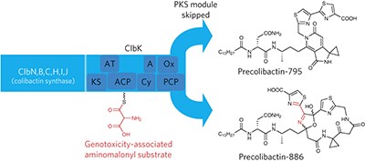 Divergent biosynthesis yields a cytotoxic aminomalonate-containing precolibactin