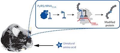 Genetic code expansion in the mouse brain