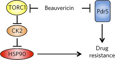 Dual action antifungal small molecule modulates multidrug efflux and TOR signaling