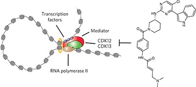 Covalent targeting of remote cysteine residues to develop CDK12 and CDK13 inhibitors