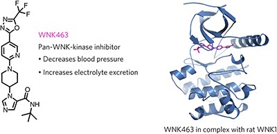 Small-molecule WNK inhibition regulates cardiovascular and renal function