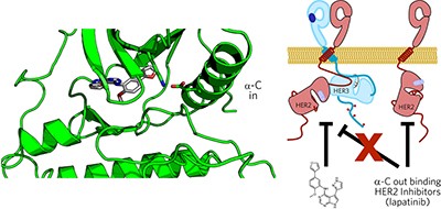 Overcoming resistance to HER2 inhibitors through state-specific kinase binding