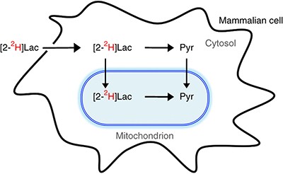 Lactate metabolism is associated with mammalian mitochondria