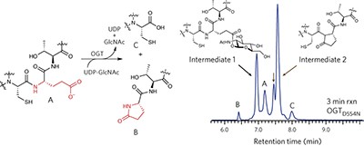 How the glycosyltransferase OGT catalyzes amide bond cleavage