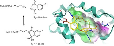 Inhibition of Mcl-1 through covalent modification of a noncatalytic lysine side chain