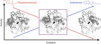 The role of protein dynamics in the evolution of new enzyme function