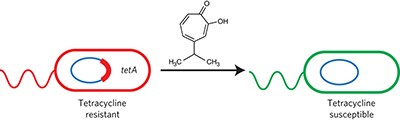 Compounds that select against the tetracycline-resistance efflux pump