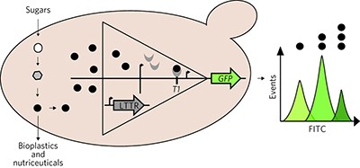 Engineering prokaryotic transcriptional activators as metabolite biosensors in yeast