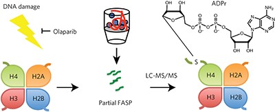 Serine is a new target residue for endogenous ADP-ribosylation on histones