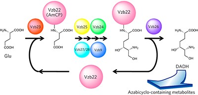 Amino-group carrier-protein-mediated secondary metabolite biosynthesis in <i>Streptomyces</i>