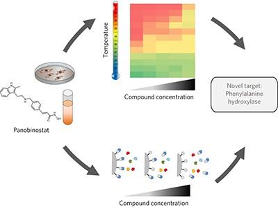 Thermal profiling reveals phenylalanine hydroxylase as an off-target of panobinostat