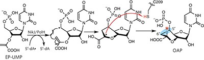 Carbon extension in peptidylnucleoside biosynthesis by radical SAM enzymes