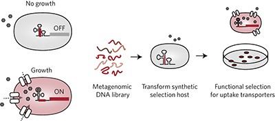 Functional mining of transporters using synthetic selections