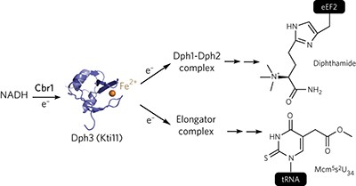 Cbr1 is a Dph3 reductase required for the tRNA wobble uridine modification