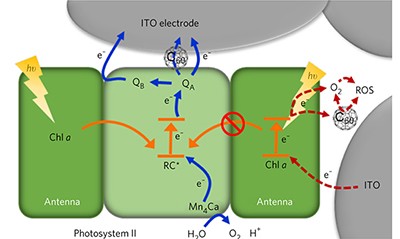 Competing charge transfer pathways at the photosystem II–electrode interface