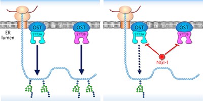 Oligosaccharyltransferase inhibition induces senescence in RTK-driven tumor cells