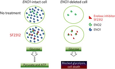 SF2312 is a natural phosphonate inhibitor of enolase