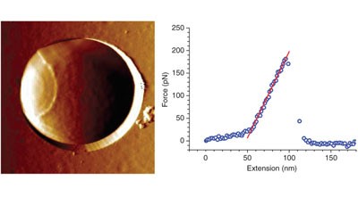 The yeast Wsc1 cell surface sensor behaves like a nanospring <i>in vivo</i>