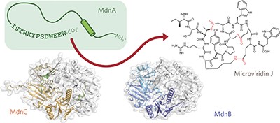 Structural basis for precursor protein–directed ribosomal peptide macrocyclization