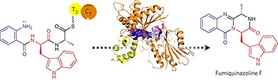 Structural basis of nonribosomal peptide macrocyclization in fungi