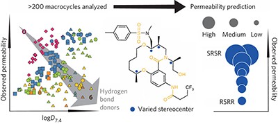 Structural and conformational determinants of macrocycle cell permeability