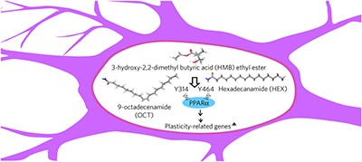 Identification and characterization of PPARα ligands in the hippocampus