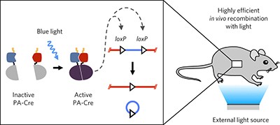 A photoactivatable Cre–<i>loxP</i> recombination system for optogenetic genome engineering
