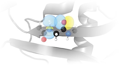 A prevalent intraresidue hydrogen bond stabilizes proteins