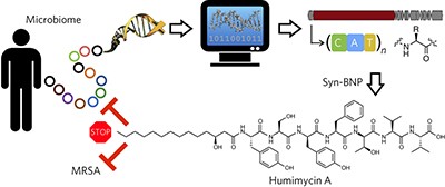 Discovery of MRSA active antibiotics using primary sequence from the human microbiome