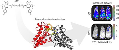 Design and characterization of bivalent BET inhibitors