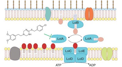 Chemical genomics in <i>Escherichia coli</i> identifies an inhibitor of bacterial lipoprotein targeting