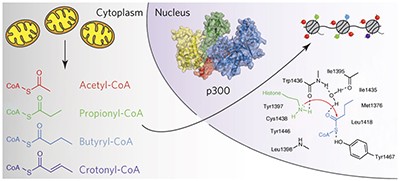 Structure of p300 in complex with acyl-CoA variants
