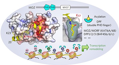 Selective recognition of histone crotonylation by double PHD fingers of MOZ and DPF2