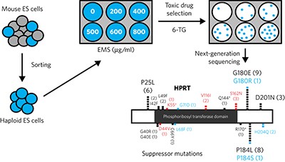 Genome-wide genetic screening with chemically mutagenized haploid embryonic stem cells