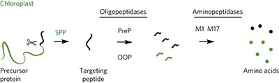 A multi-step peptidolytic cascade for amino acid recovery in chloroplasts