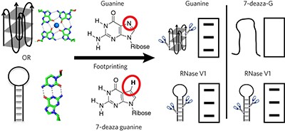 Identification of G-quadruplexes in long functional RNAs using 7-deazaguanine RNA