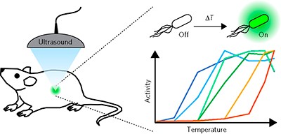 Tunable thermal bioswitches for <i>in vivo</i> control of microbial therapeutics