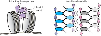 Ubiquitin utilizes an acidic surface patch to alter chromatin structure