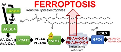 Oxidized arachidonic and adrenic PEs navigate cells to ferroptosis