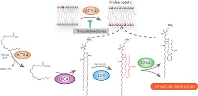 ACSL4 dictates ferroptosis sensitivity by shaping cellular lipid composition