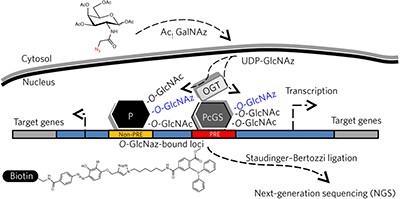 Genome-wide chemical mapping of O-GlcNAcylated proteins in <i>Drosophila melanogaster</i>